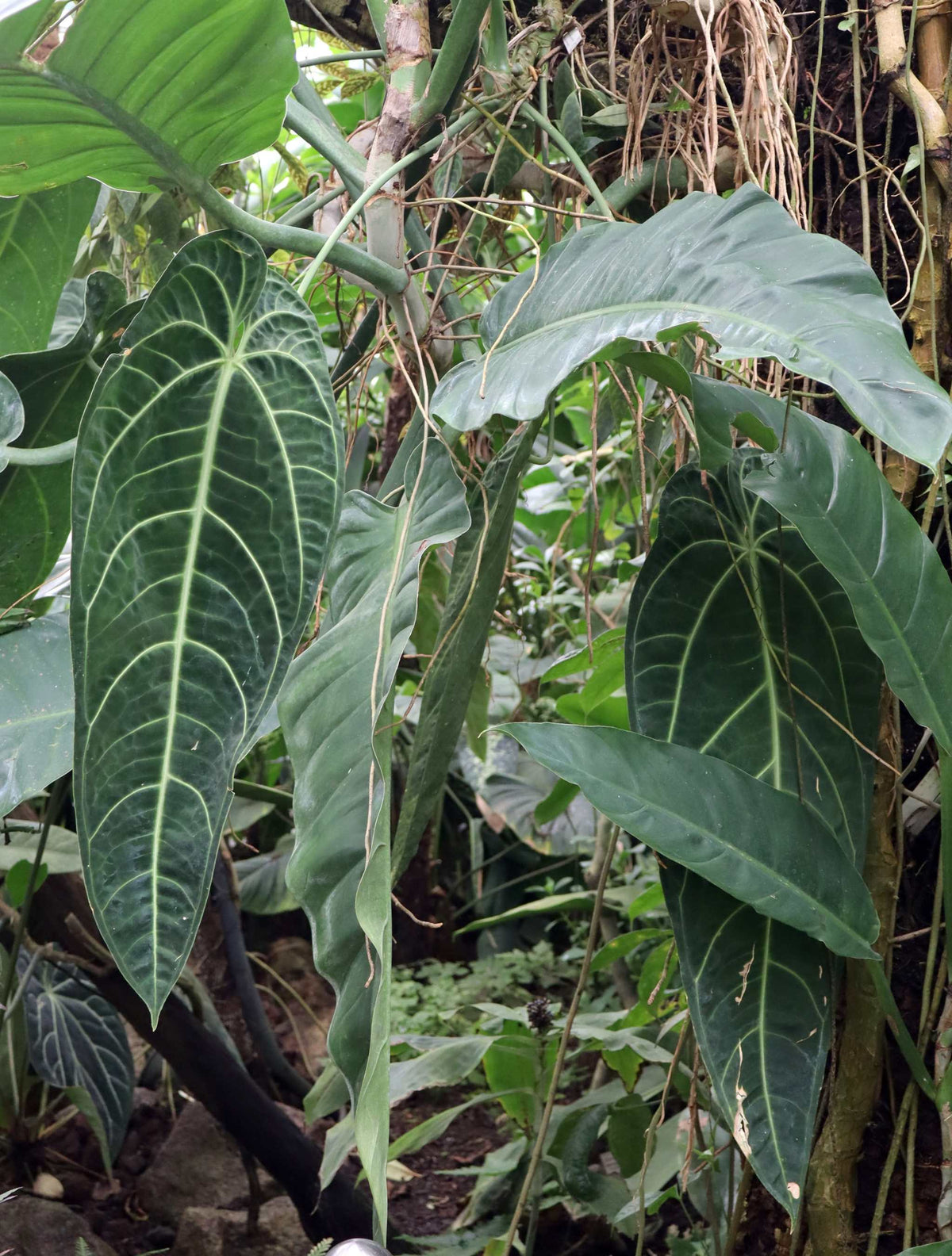 Anthurium warocqueanum