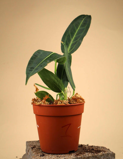 Anthurium warocqueanum