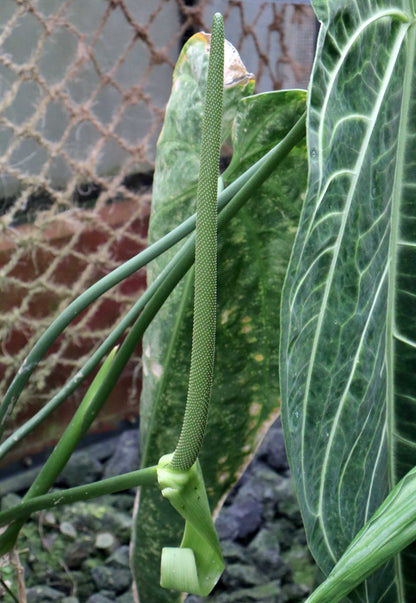 Anthurium warocqueanum