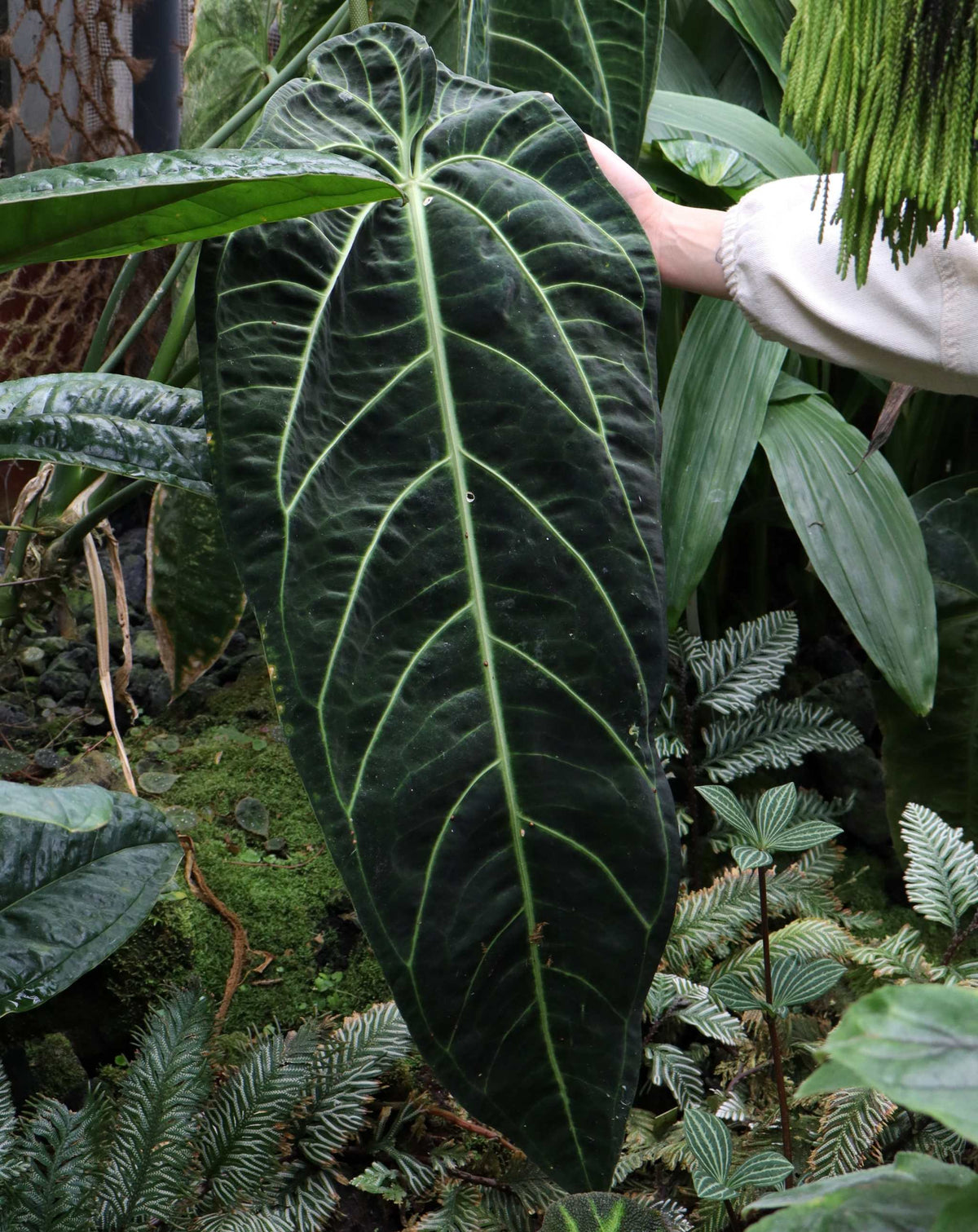 Anthurium warocqueanum