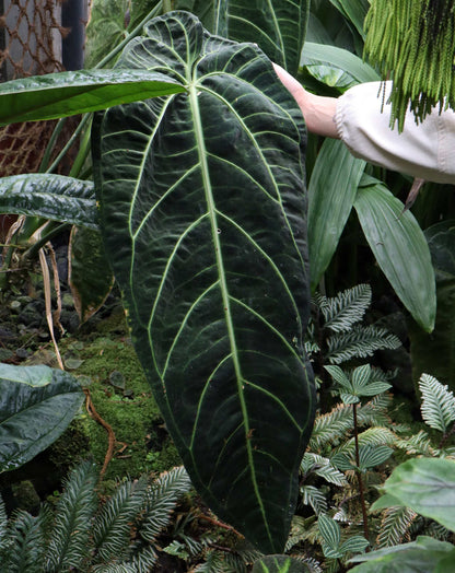 Anthurium warocqueanum
