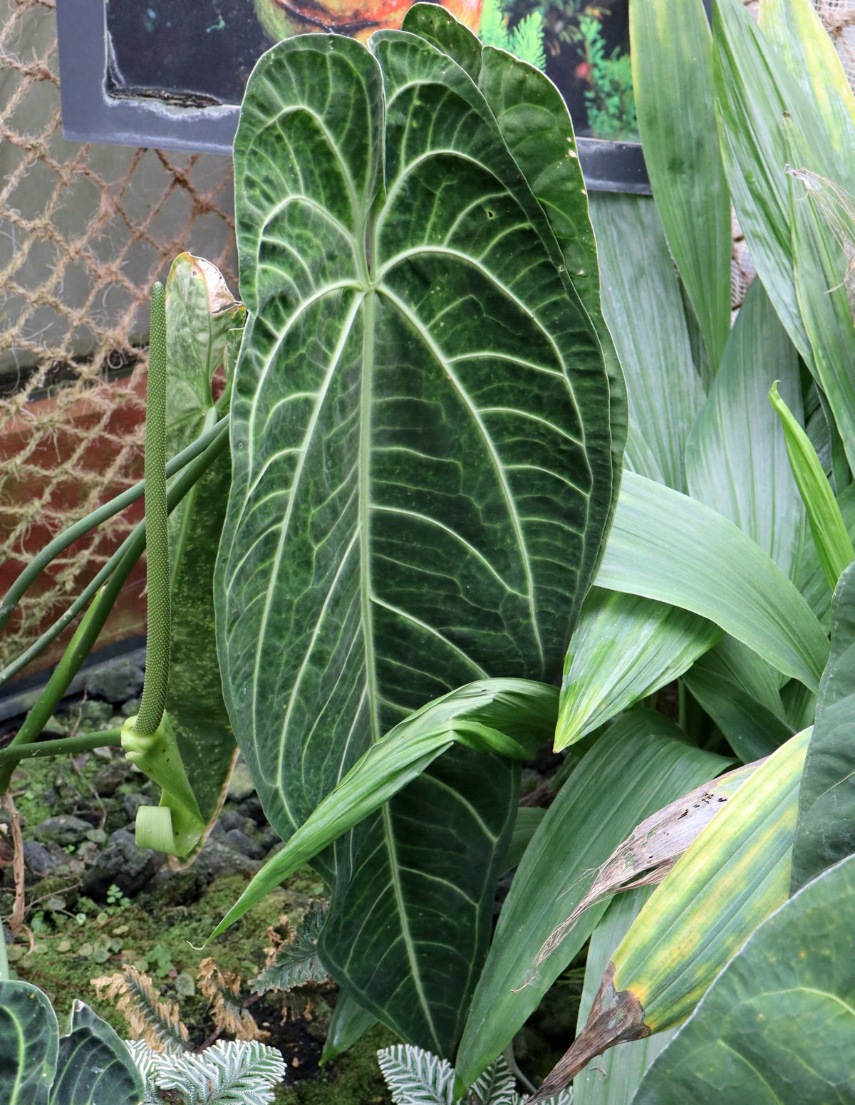 Anthurium warocqueanum