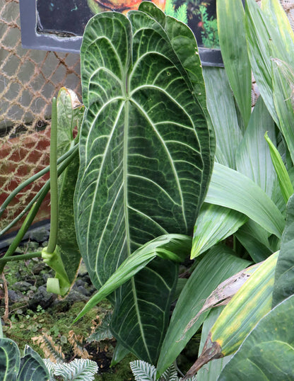 Anthurium warocqueanum