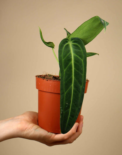 Anthurium warocqueanum