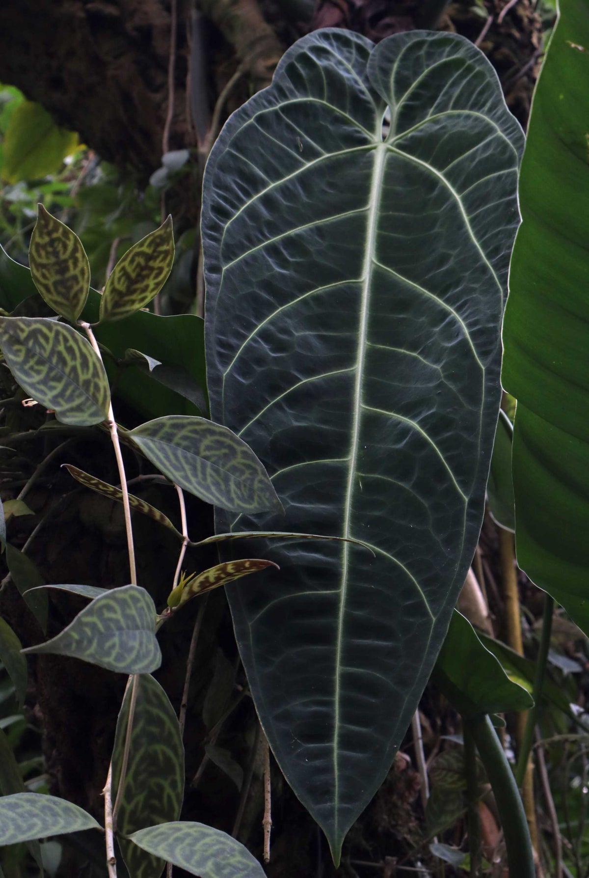 Anthurium warocqueanum