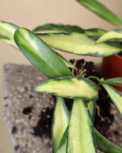 Hoya wayetii 'Tricolor'