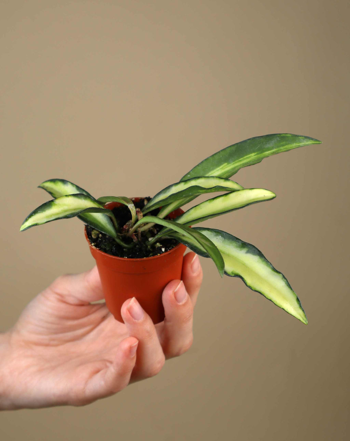 Hoya wayetii 'Tricolor'