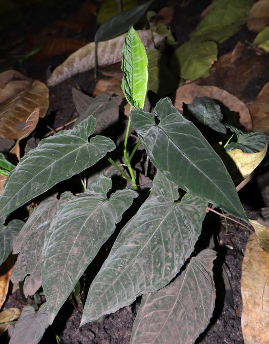 Syngonium wendlandii