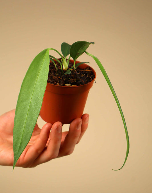 Anthurium wendlingeri