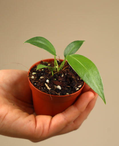 Anthurium wendlingeri