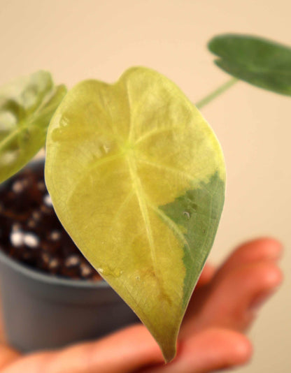 Alocasia wentii aurea variegata