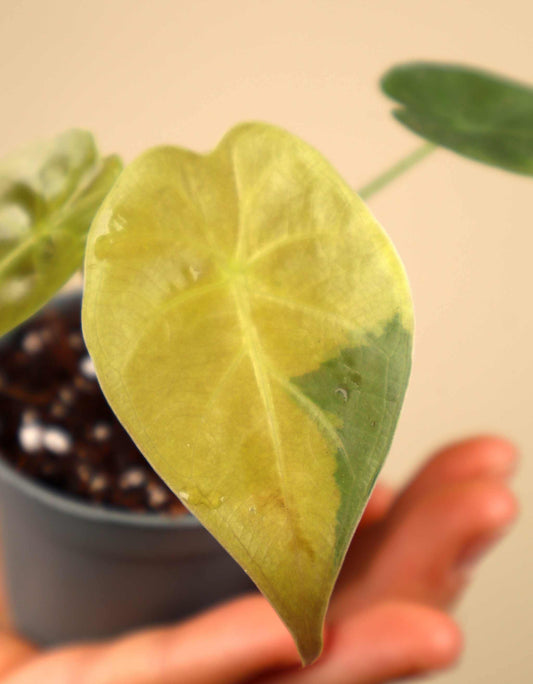 Alocasia wentii aurea variegata