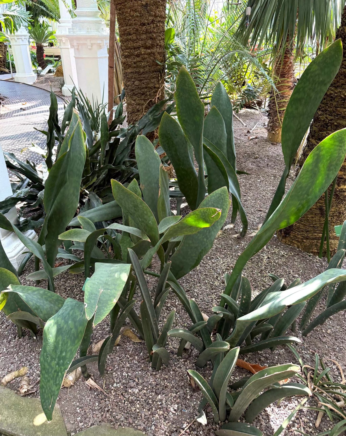 Sansevieria masoniana 'Whale fin'