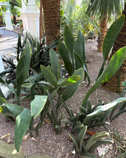 Sansevieria masoniana 'Whale Fin'