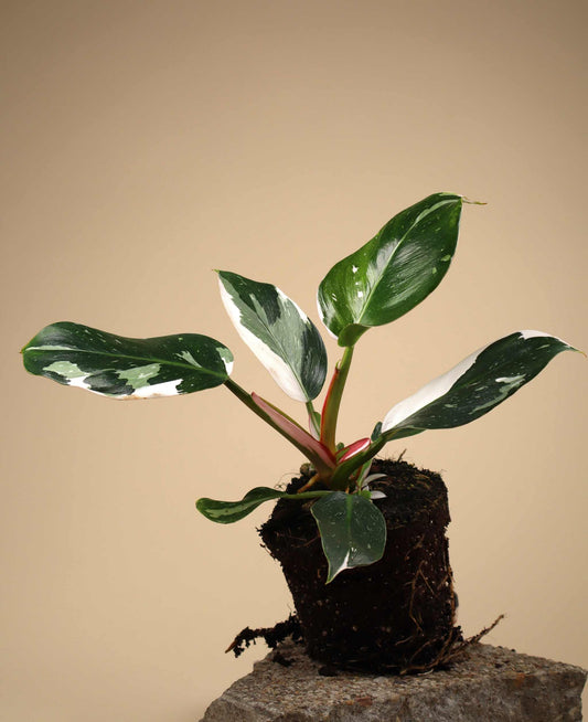 Philodendron 'White Princess'