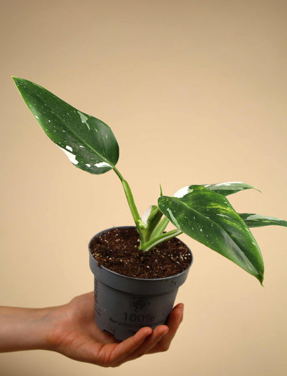 Philodendron white wizard
