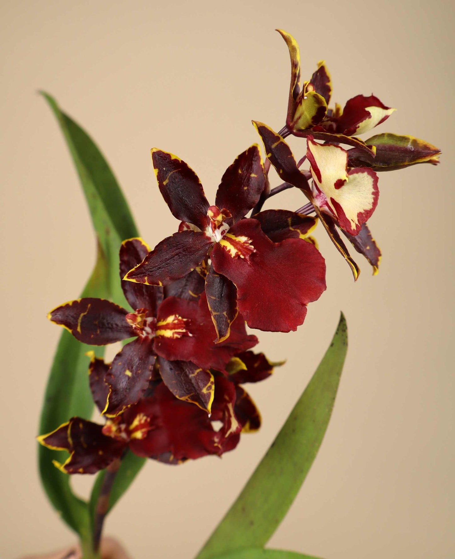 Oncostele Wildcat 'Bobcat'