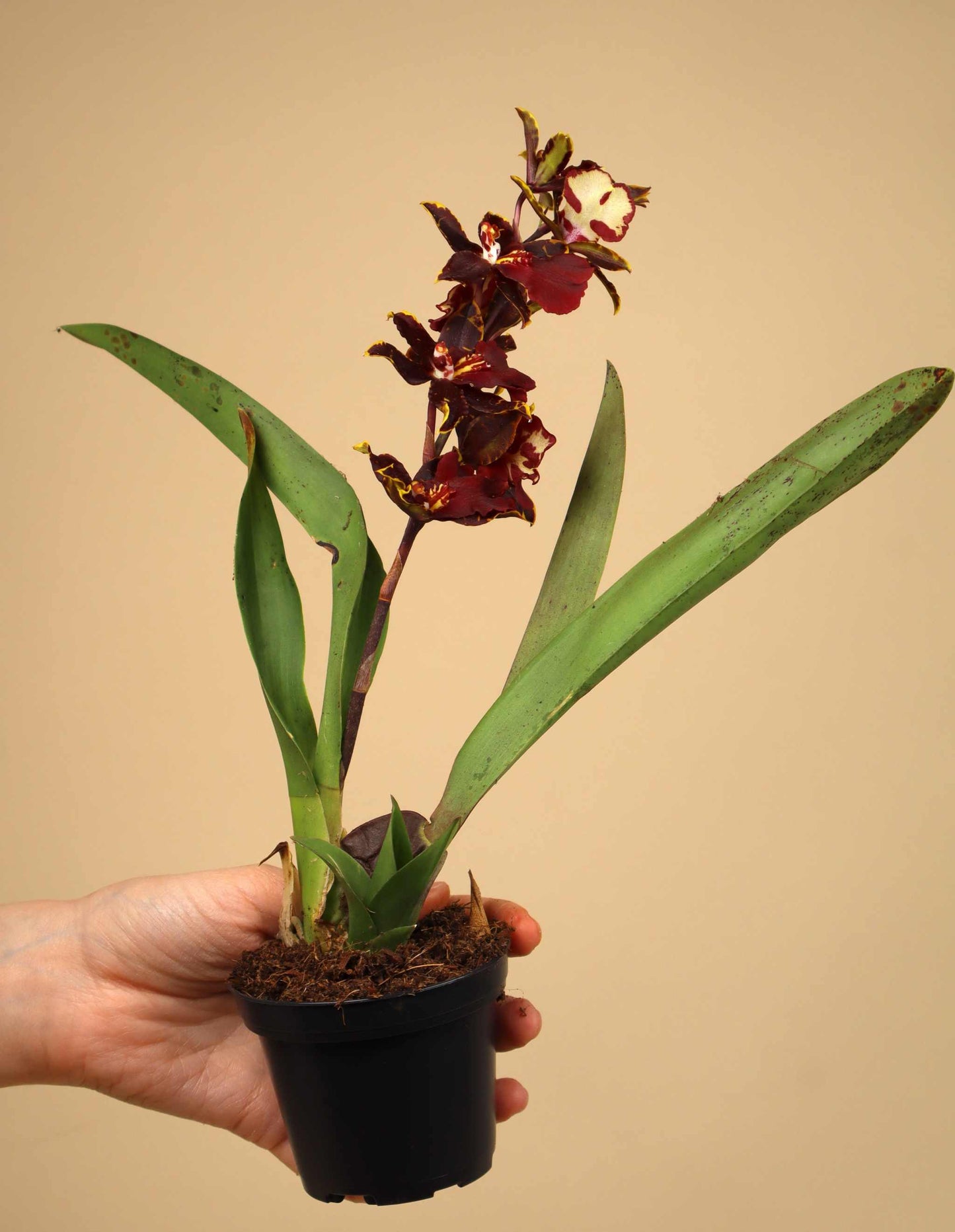 Oncostele Wildcat 'Bobcat'
