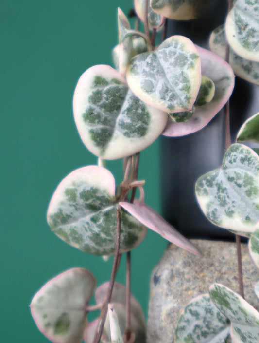 Leuchterblume 'Ceropegia Woodii Variegata' 