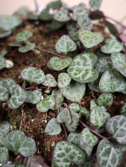 Hjärtan på tråd 'Ceropegia woodii'