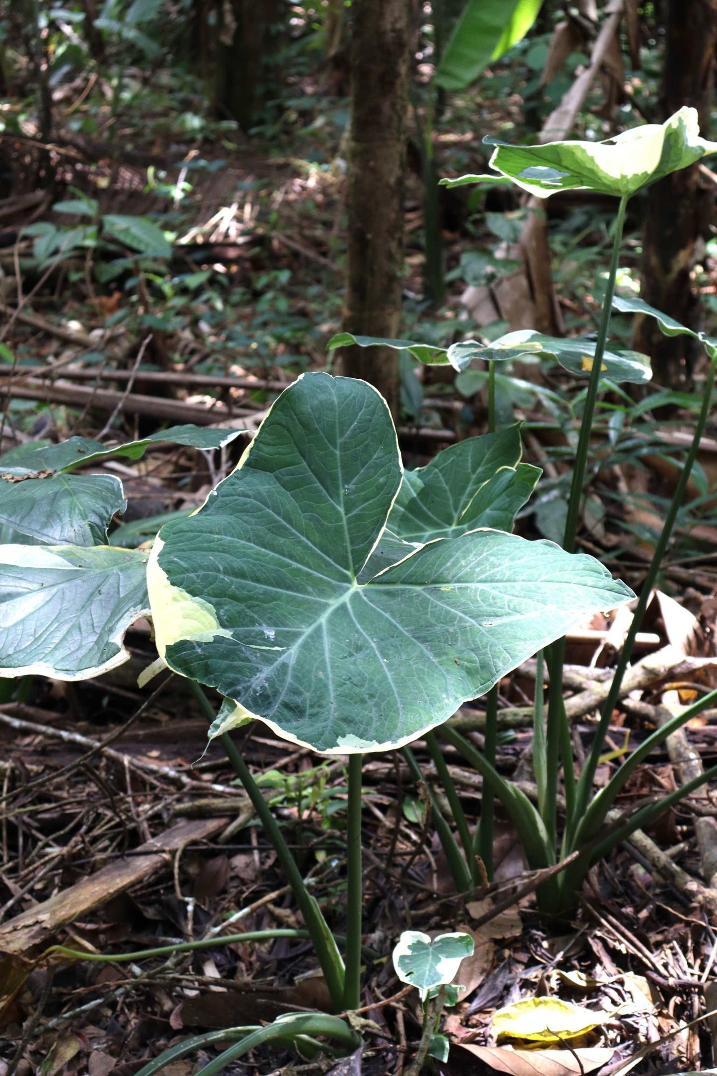 Xanthosoma sagittifolium variegatum monstrosum