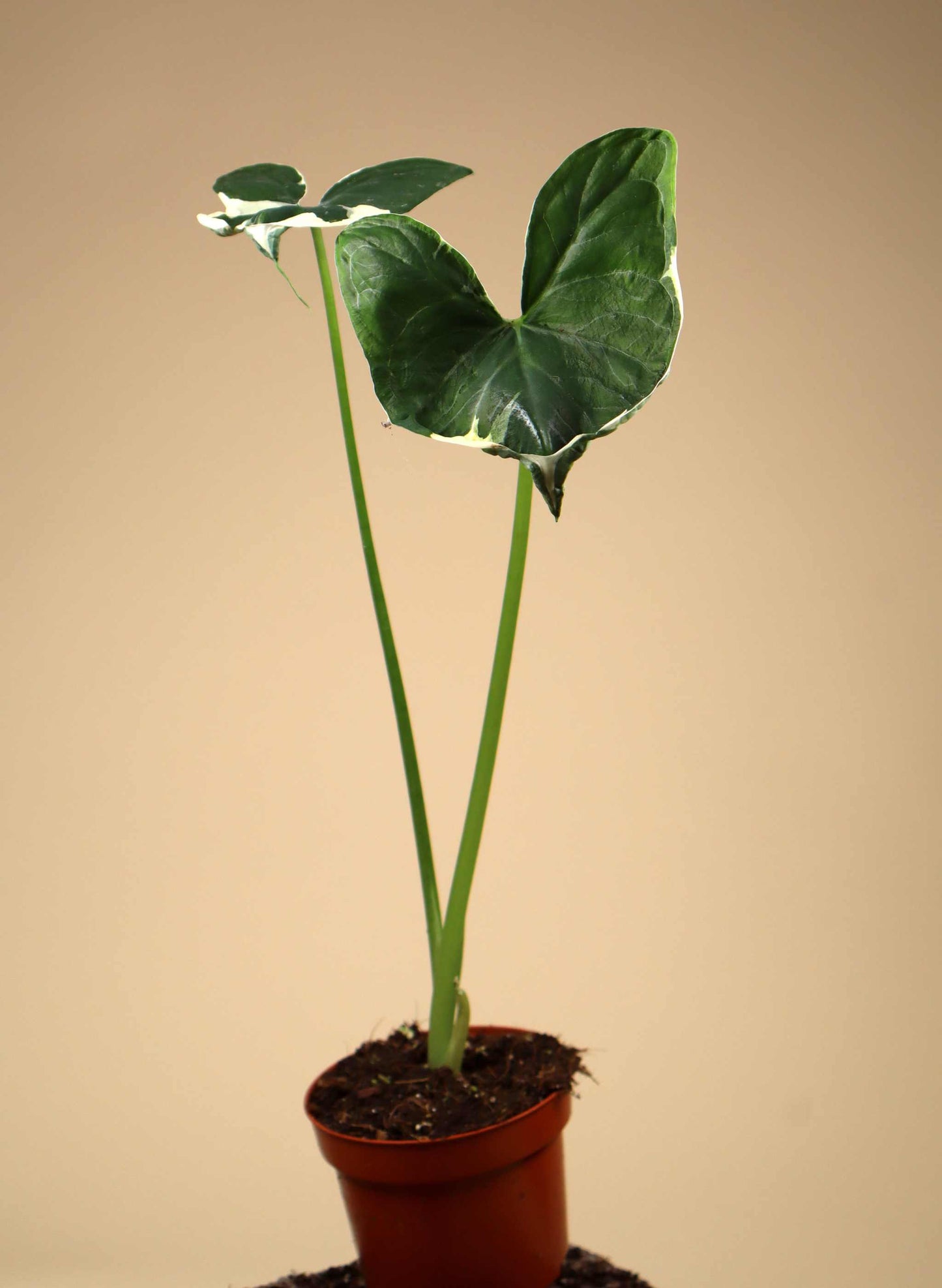 Xanthosoma sagittifolium variegatum monstrosum