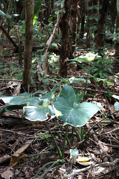 Xanthosoma sagittifolium variegatum monstrosum