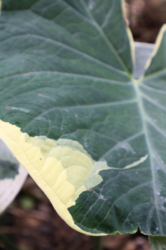 Xanthosoma sagittifolium variegatum monstrosum