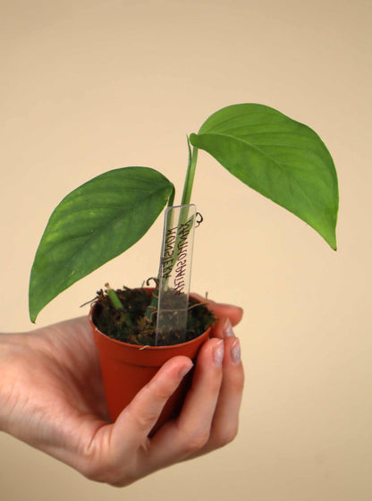 Monstera xanthospatha