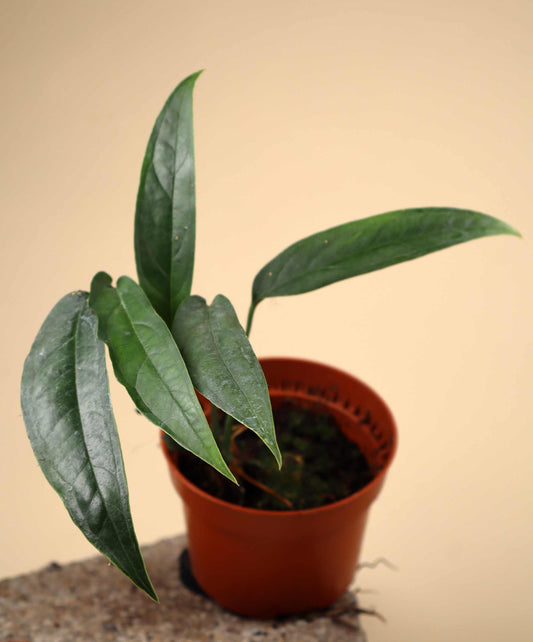 Monstera obliqua 'Yasuní'