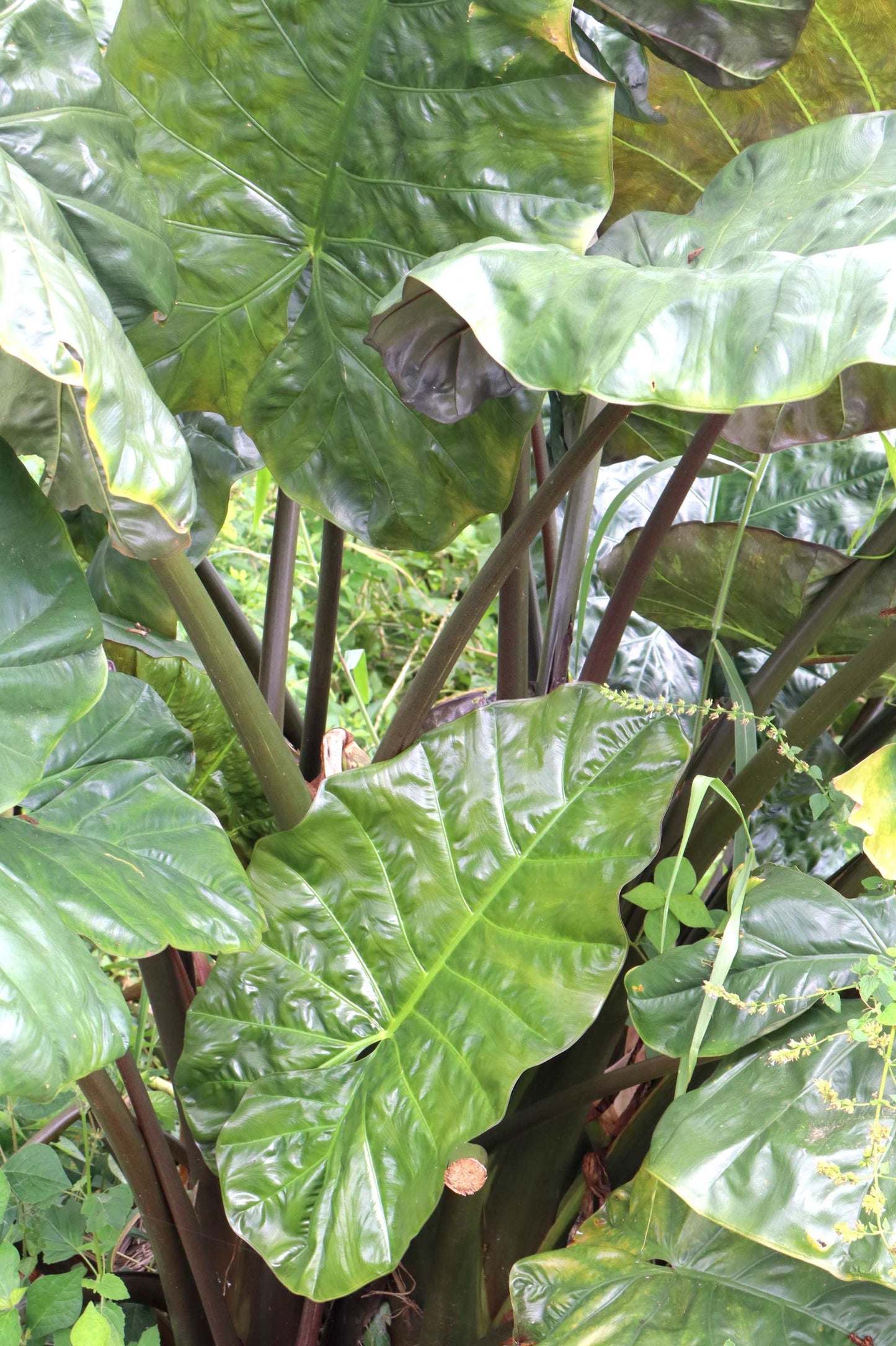 Alocasia sarawakensis 'Yucatan princess'