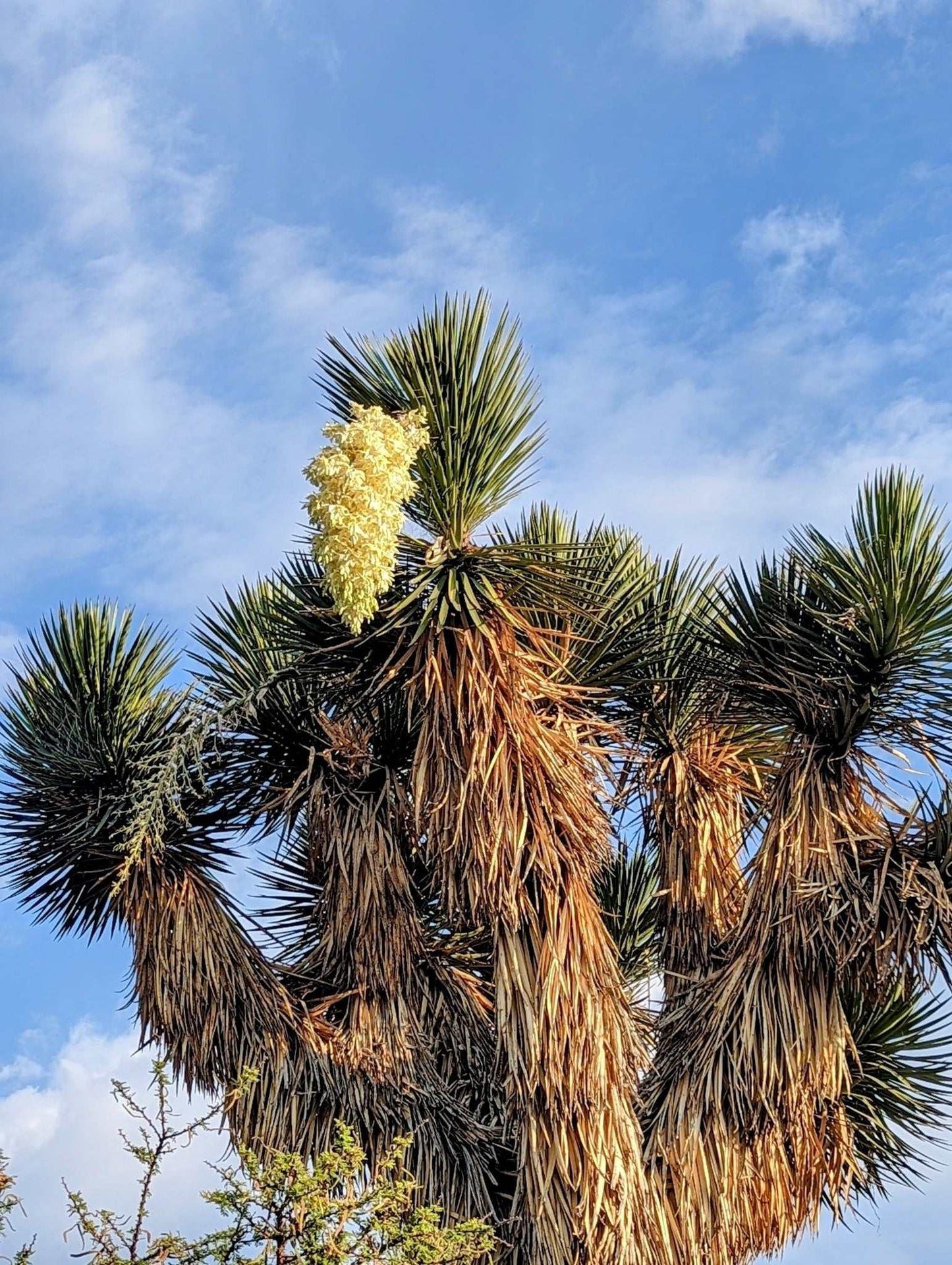Yucca filifera