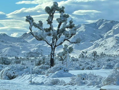 Yucca brevifolia | Köldtåligt Yuccaträd