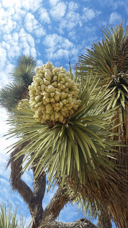Yucca brevifolia | Köldtåligt Yuccaträd
