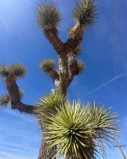 Yucca brevifolia | Köldtåligt Yuccaträd