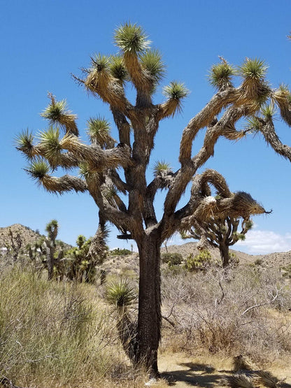 Yucca brevifolia | Köldtåligt Yuccaträd