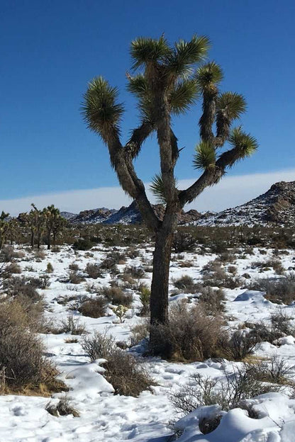 Yucca brevifolia | Köldtåligt Yuccaträd