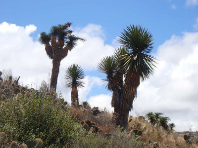 Yucca filifera