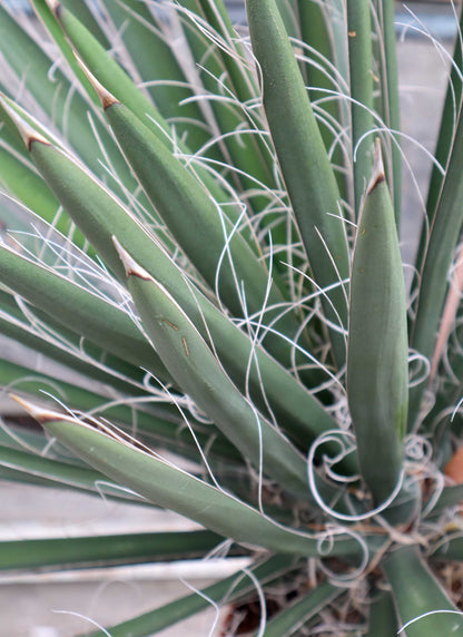 Yucca filifera