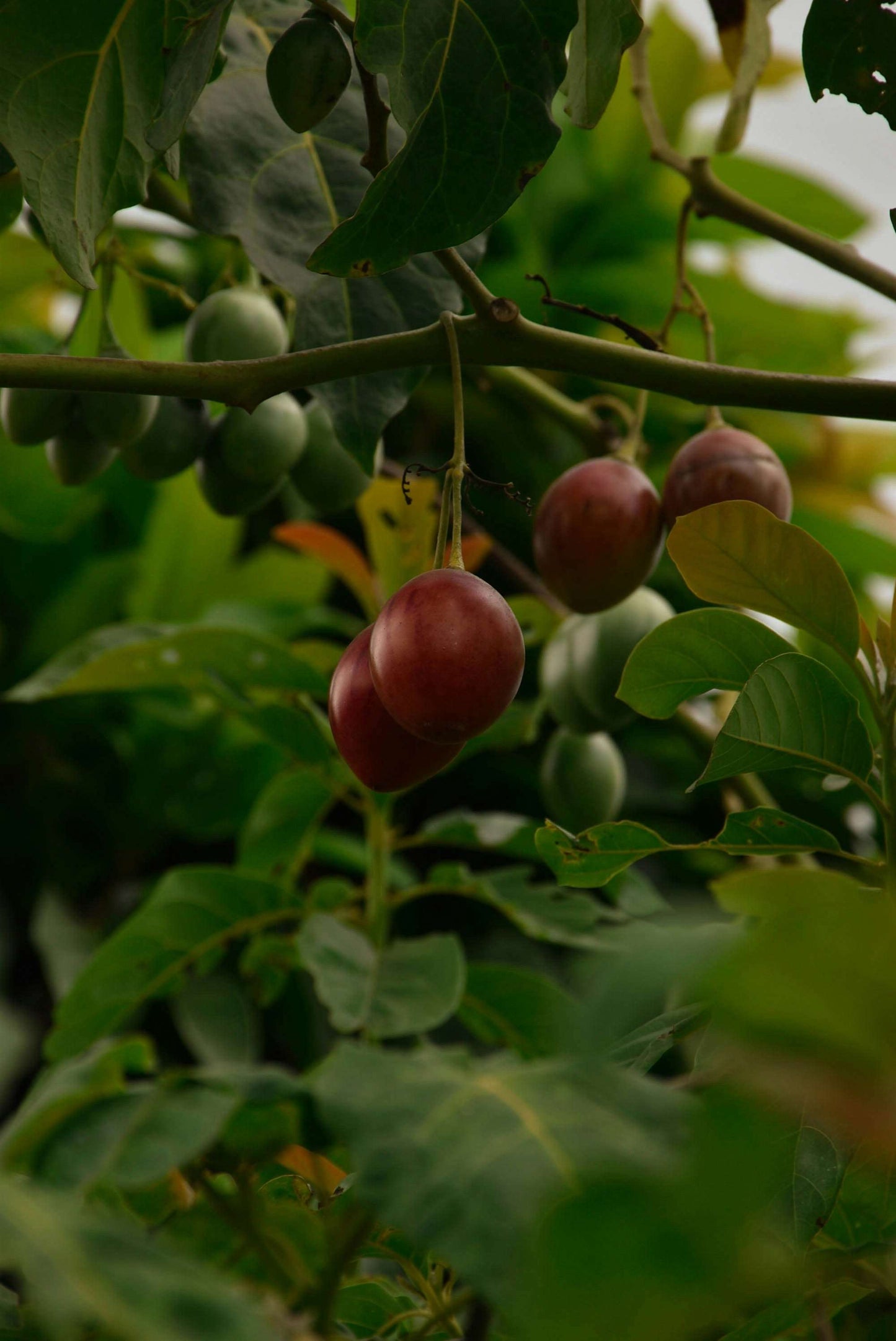 Tamarillo 'Solanum betaceum' essbar