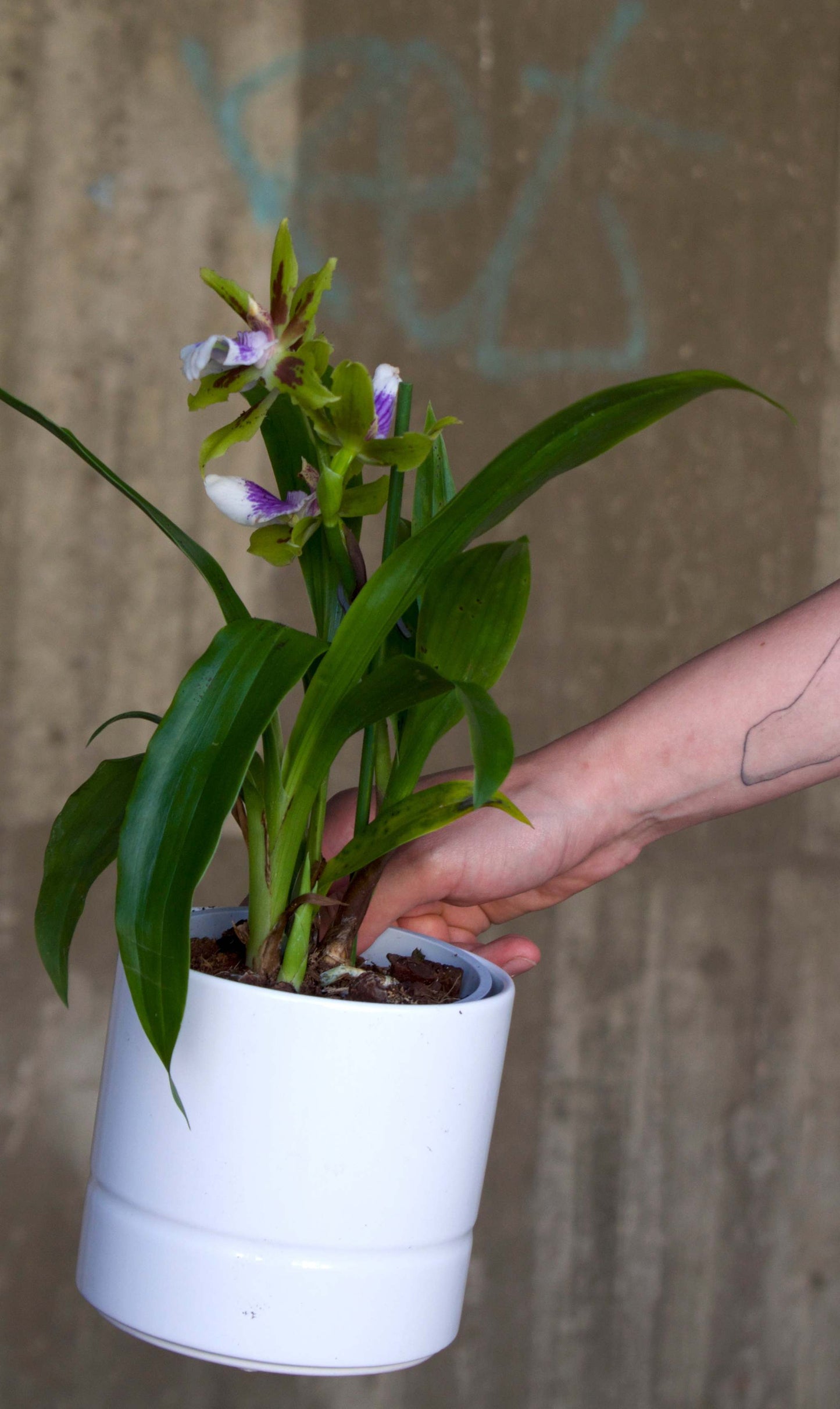 Zygopetalum Orchid