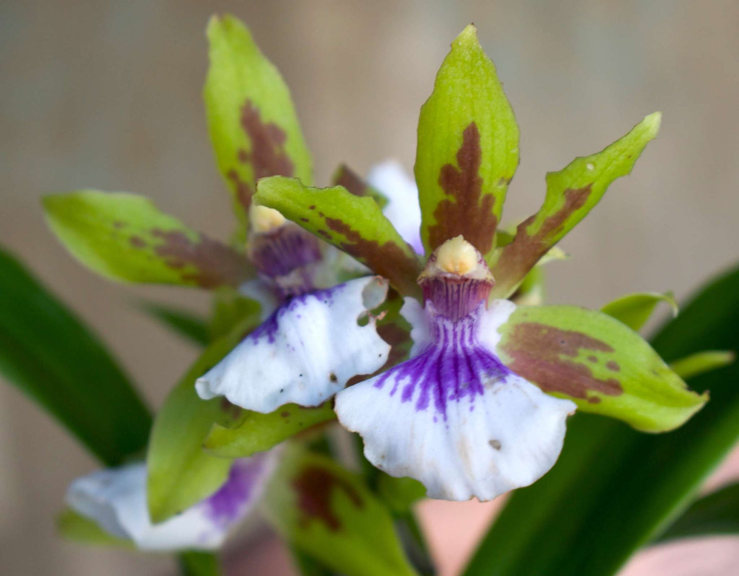 Zygopetalum Orchid