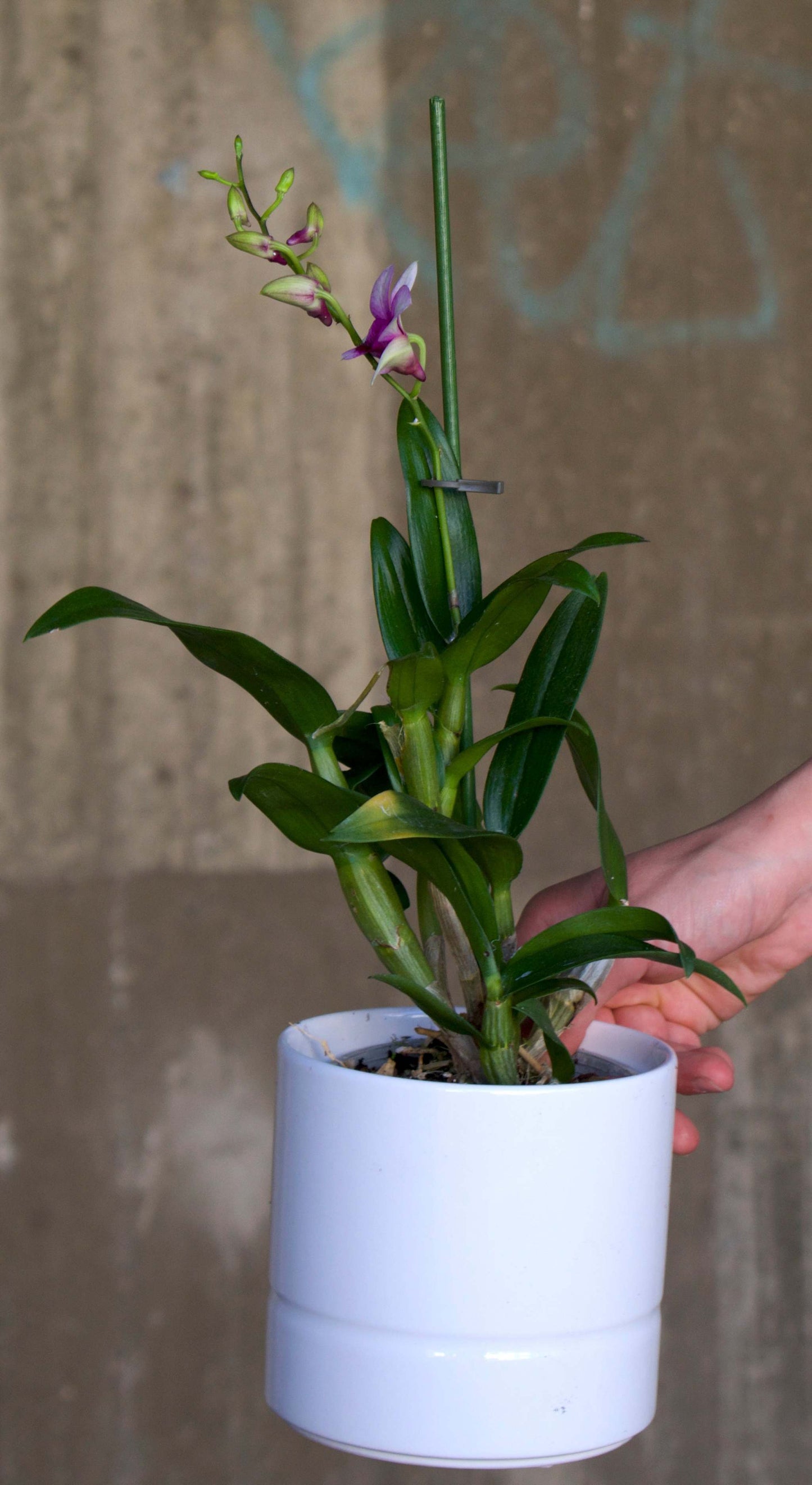 Zygopetalum Orchid