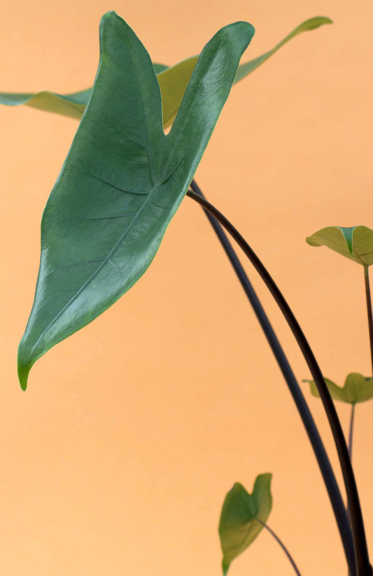 Alocasia zebrina 'black stem'