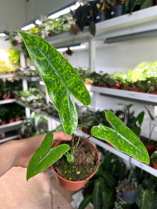 Alocasia zebrina reticulata form