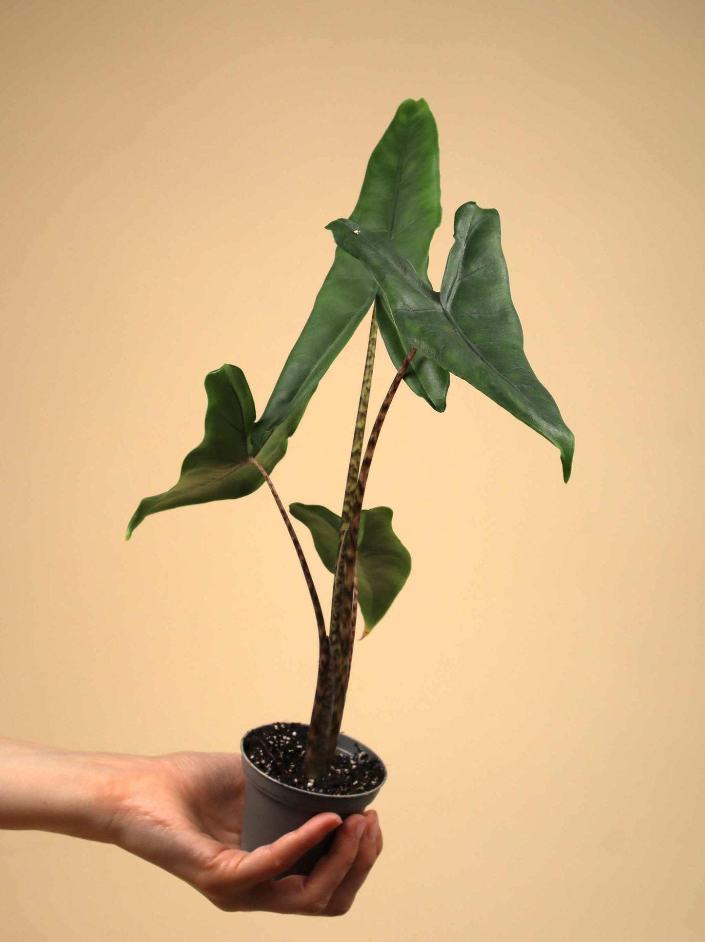 Alocasia zebrina 'Elephant ears'