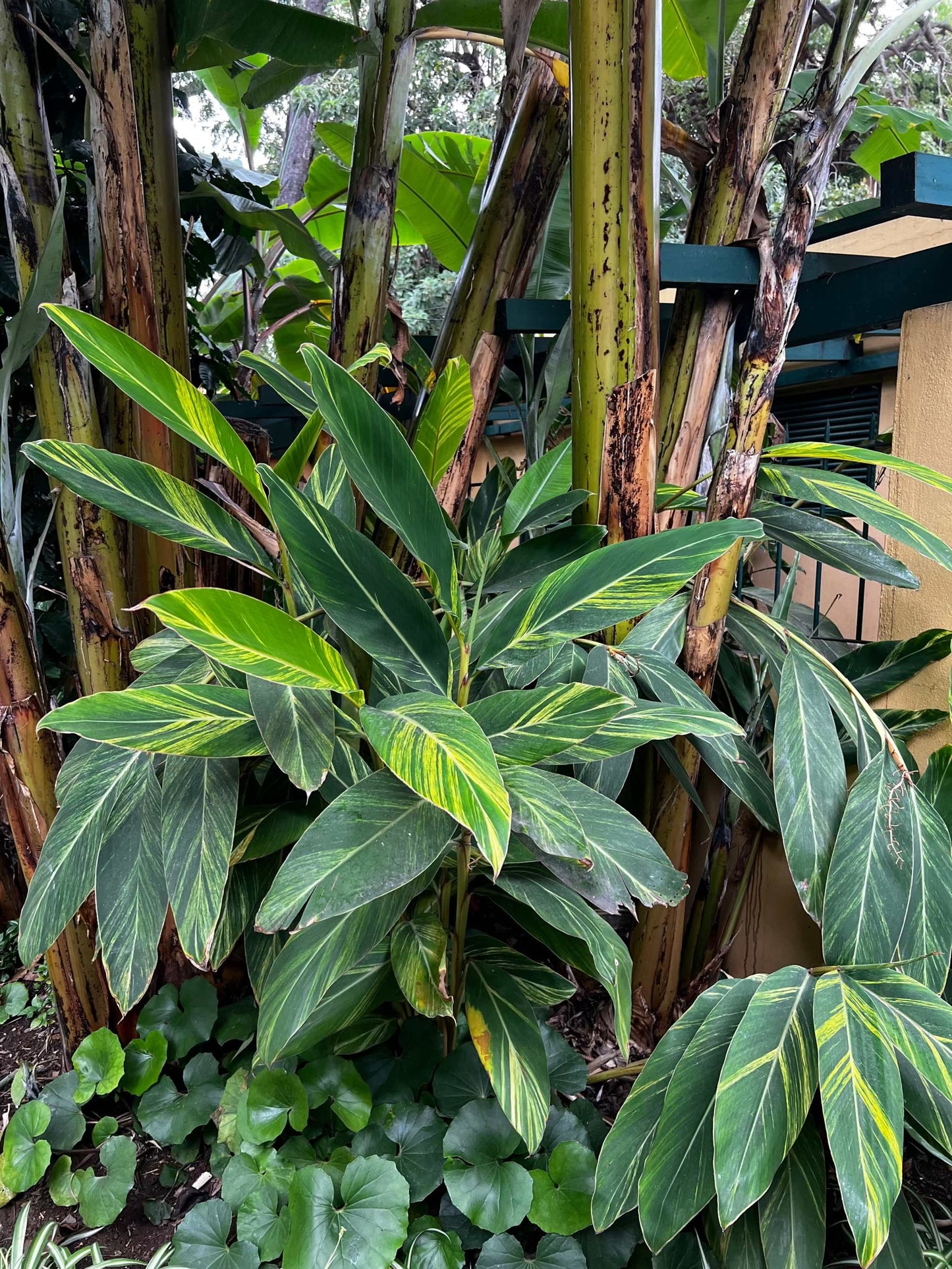 Alpinia zerumbet 'variegata'