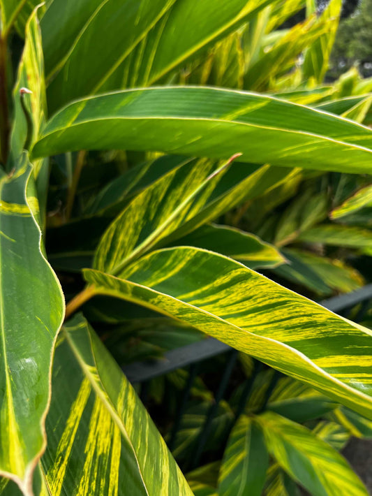 Alpinia zerumbet 'variegata'