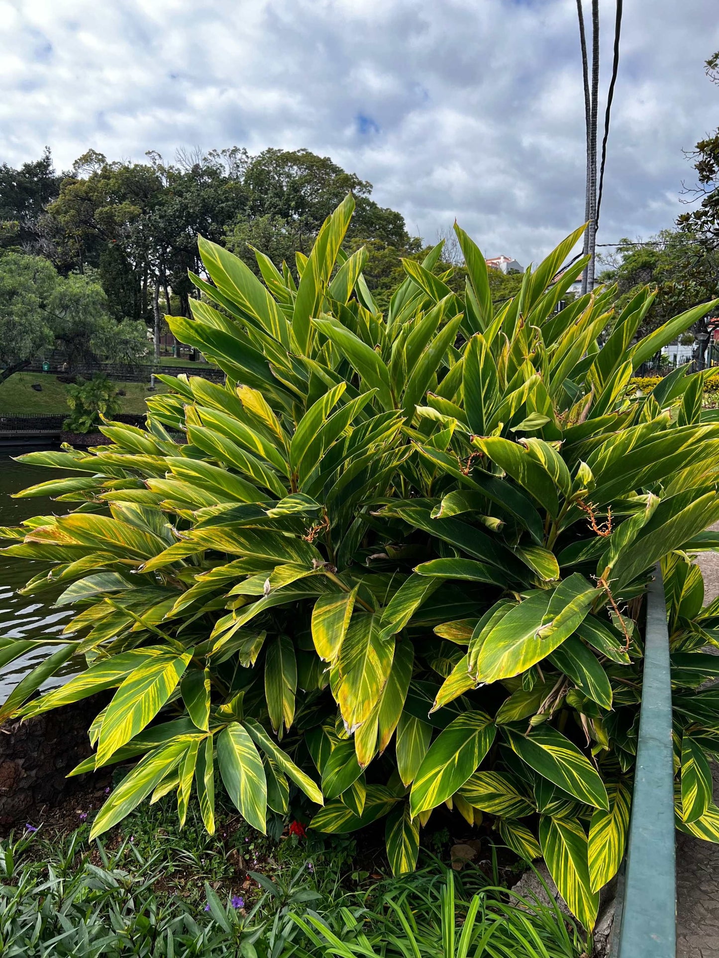 Alpinia zerumbet 'variegata'