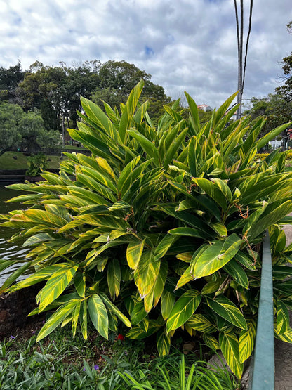 Alpinia zerumbet 'variegata'